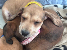 2 beautiful male miniature dachshunds ️