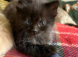 Black make kittens. Ragdoll x.