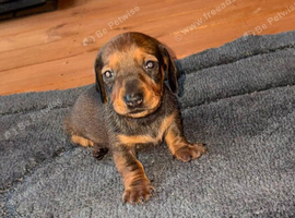 6 beautiful dachshund puppies for sale