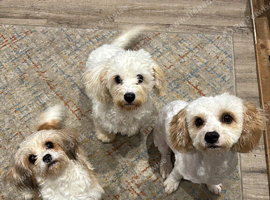 Cavachon male