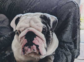 English /Old Tyme Bulldog