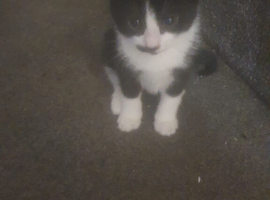 Mix Persian kittens