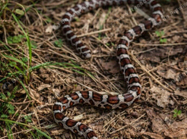 Baby snake with vivarium