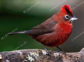 Red-crested Finch WANTED coryphospingus cucullatus
