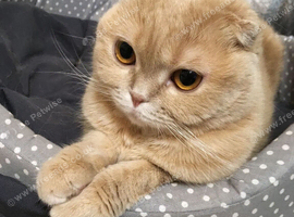 Scottish fold boy