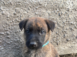 German X Dutch Shepherd puppies