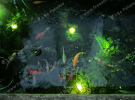 16 EXCELLENT CONDITION FISH