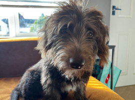 Lovely boy Dachshund x Poodle