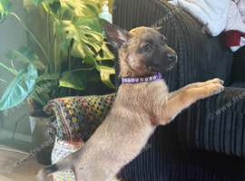 Belgian shepherd puppies