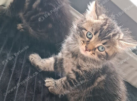 Kittens For sale