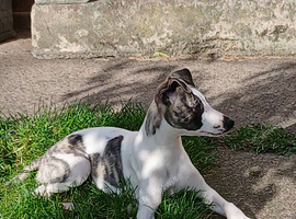 Stunning kc registered whippet pups