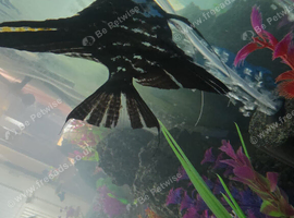 2 x angel fish