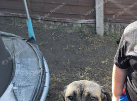 Cane corso mix