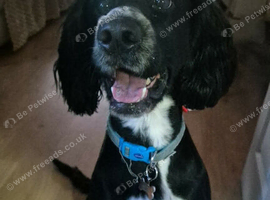 Cockapoo/ cocker spaniel
