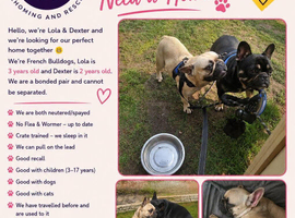 BONDED PAIR- French Bulldogs