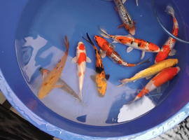 koi carp