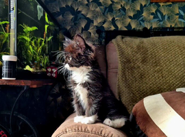 Stunning Boys Available