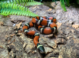 Sinaloan Milk Snakes at Birmingham Reptiles (Male het albino left)