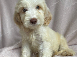Cockapoo puppies