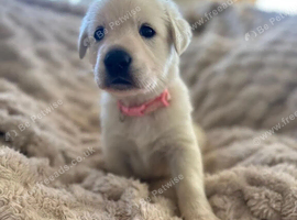 Golden Shepherd Puppies - Houndkind Prepared Companions