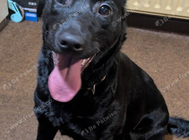 LABRADOR X WHIPPET X ROUGH COLLIE