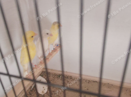 Irish fancy canary