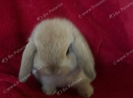 Adorable Pure Mini Lop Rabbits