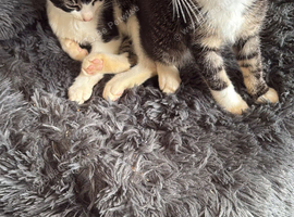 Cats and kittens need homes ASAP