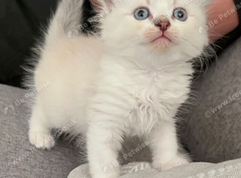 Blue eyes Scottish fold kittens