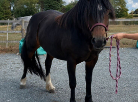 Poppy - Gorgeous Weight Carrier Type Mare