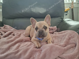 KC french bulldog pups