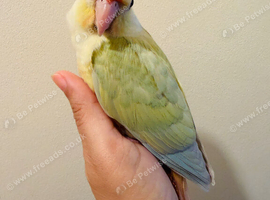 Rare Mooncheek Conure