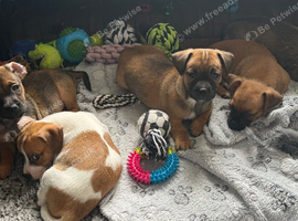 Jack Russell X Dachshund puppies