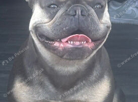 French bulldog