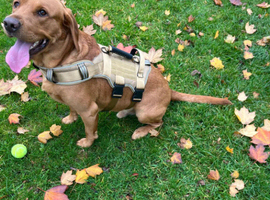 Excellent red fox lab for stud