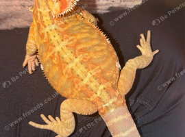 Baby Girl Dragon
