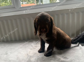 Kc reg amazing litter READY NOW