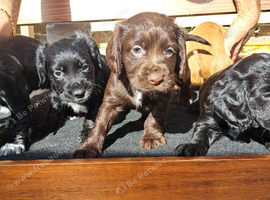 Family raised pups.