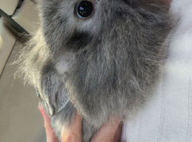Double mane rabbit