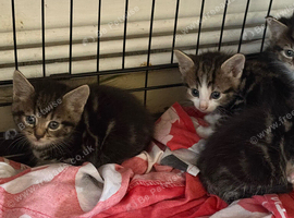 Beautiful half main coon kittens