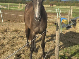 Connemara x Tb 2yr filly