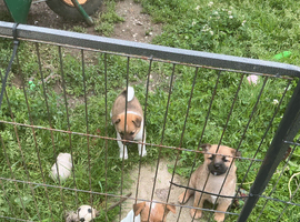 Border terrier x jack Russell