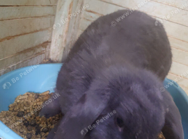 Giant french lops