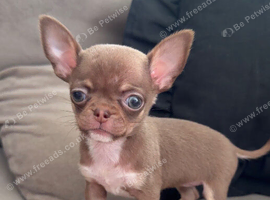 Tiny chihuahua puppies