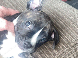 Puppies looking for there forever loving homes