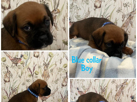 Beautiful boxer puppies for sale