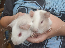 Mostly white and grey fuunea oigs for sale