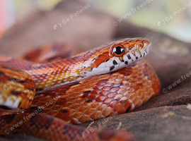 Wanted, Corn snake.
