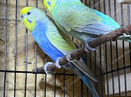 Pair rainbow for sale