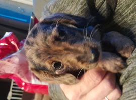 Miniature dahshund x toy poodle